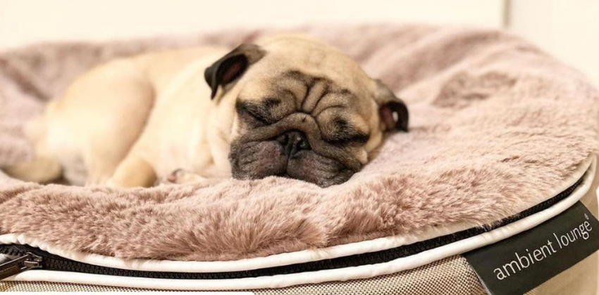 dog sleeping comfortably at an Ambient lounge dog bed